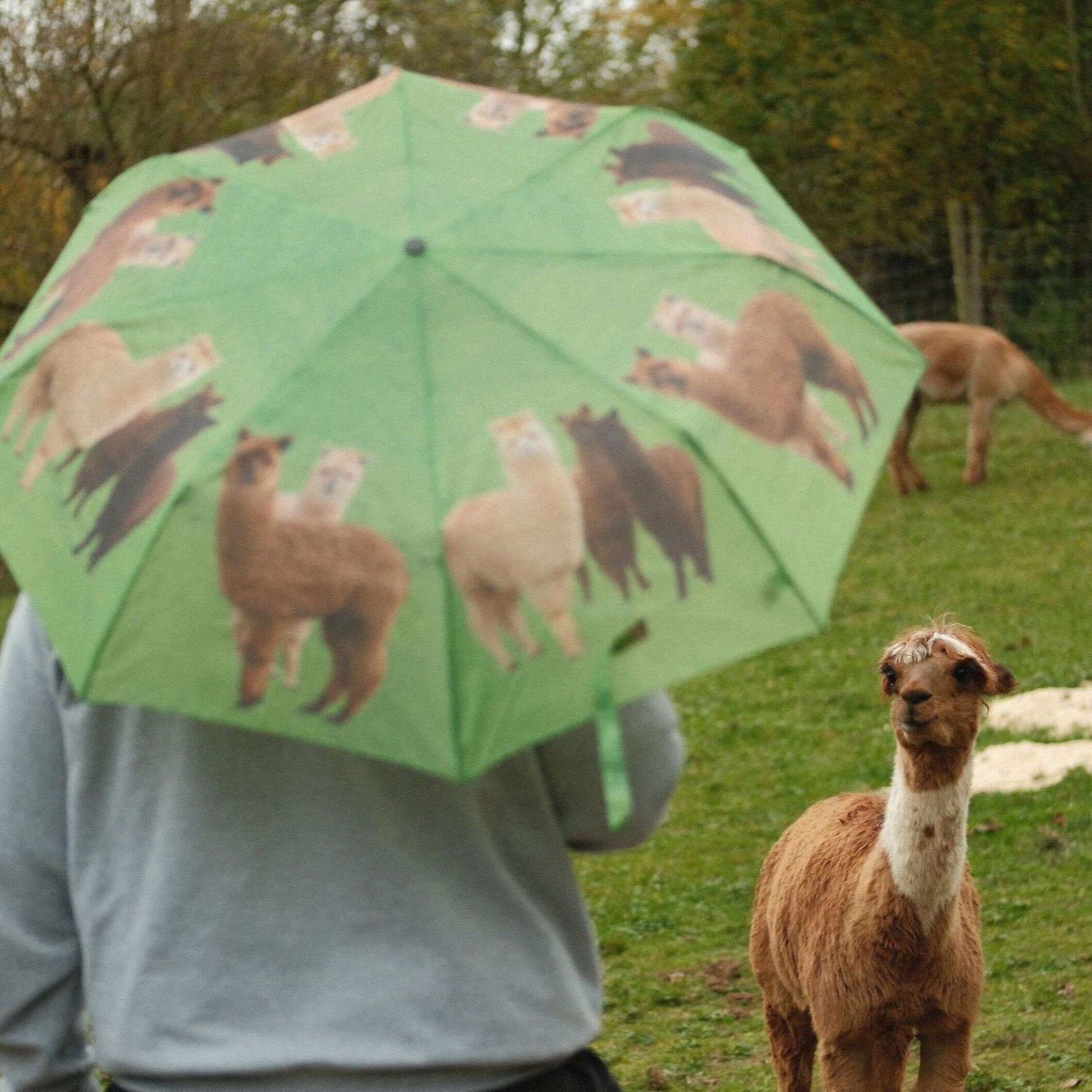 Alpaka Regenschirm – handlicher Taschenregenschirm mit niedlichem Alpaka-Design, ideal für Tierfreunde