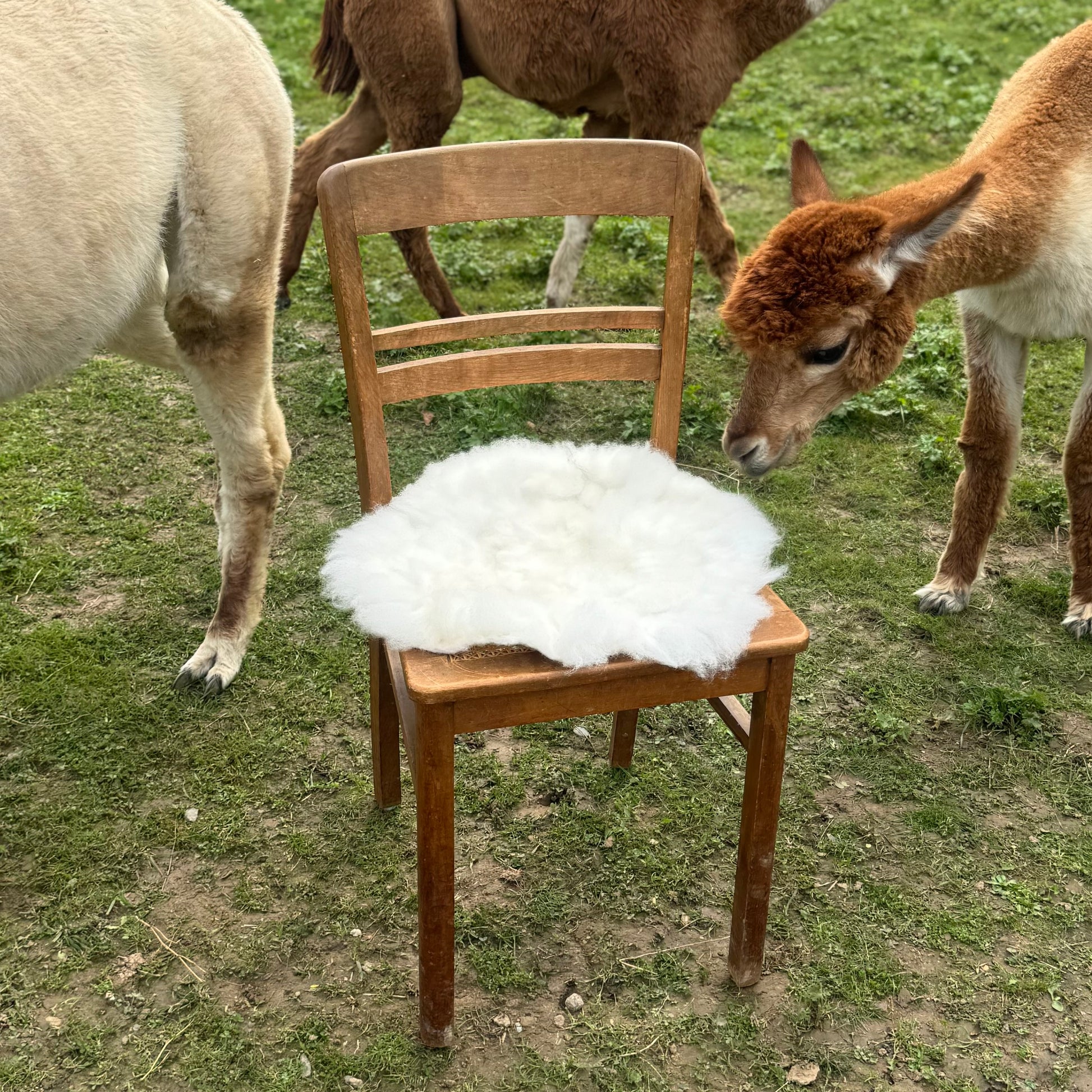 Alpaka Sitzkissen aus weißer Alpakawolle auf einem Holzstuhl in einer grünen Wiese mit Alpakas im Hintergrund.