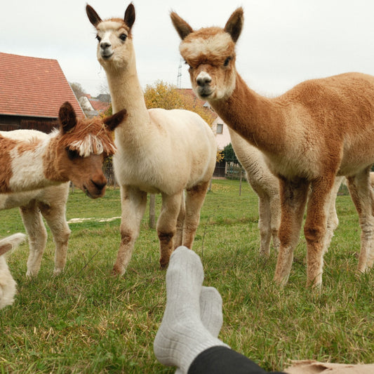 Classic winter alpaca wool socks | Comfort & Warmth | Sizes 35-45