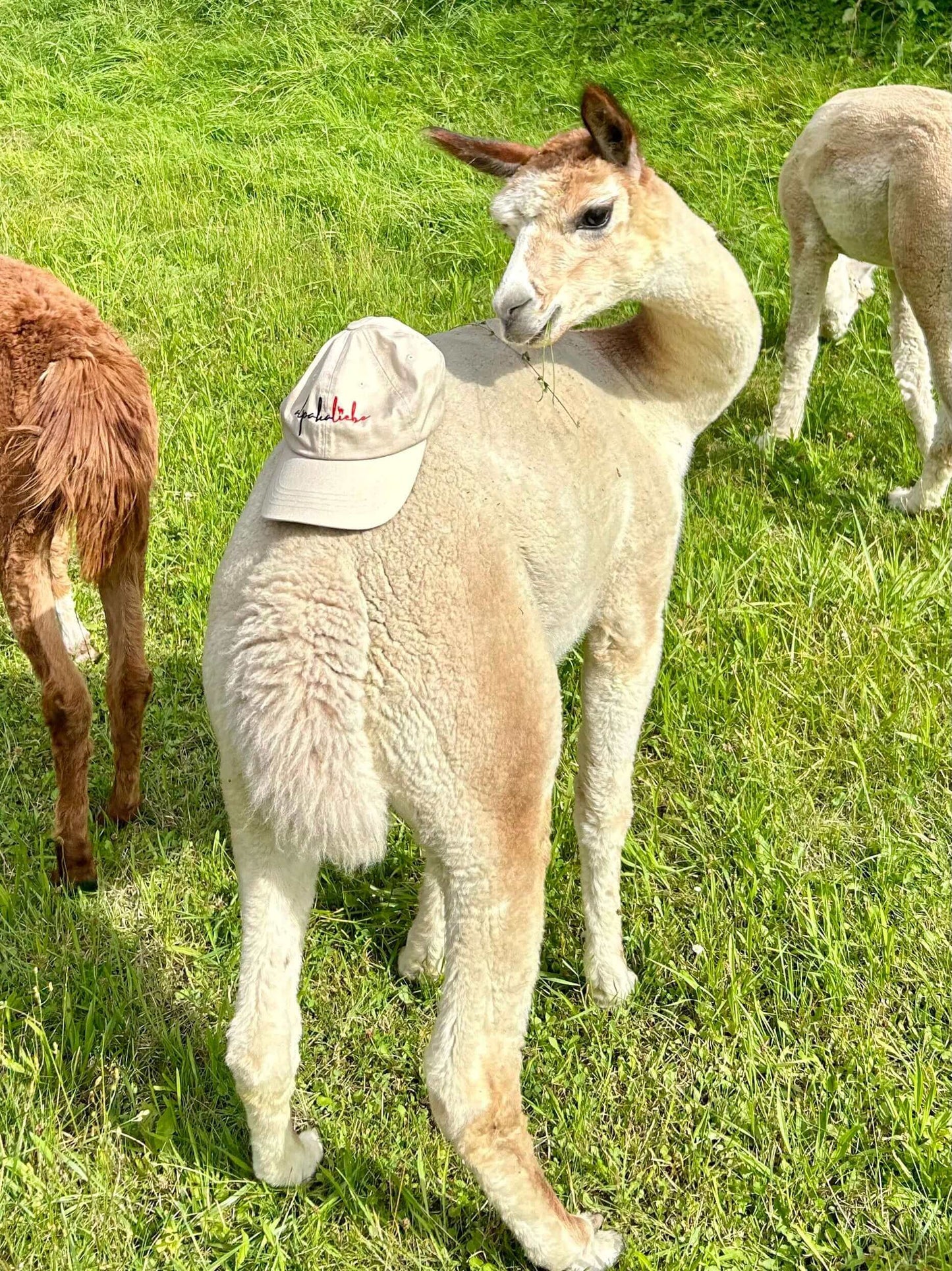 Baseball cap embroidered with 'alpaka love' | Decorated with alpaca silhouette & cool eye-catcher for sunny days