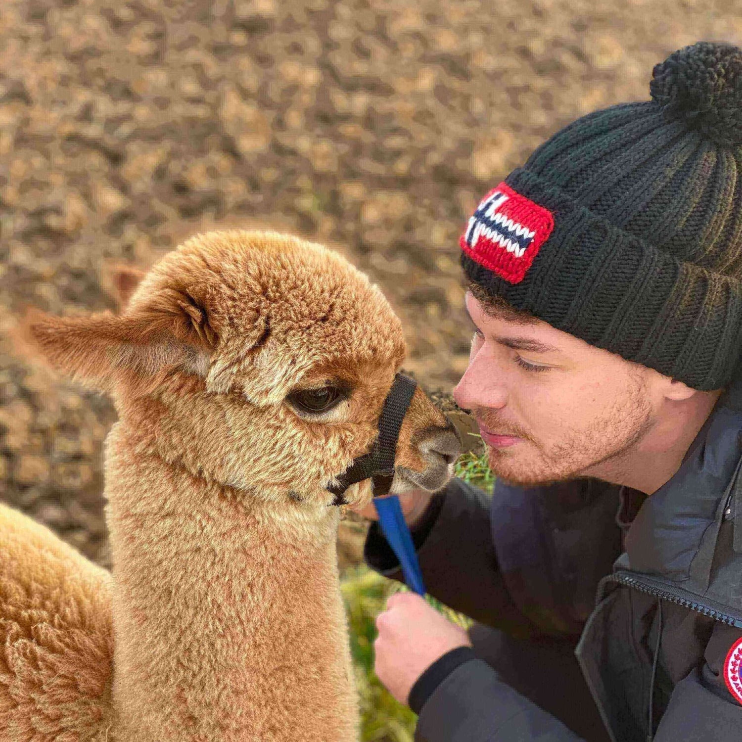 Gutschein Alpakawanderung Unterfranken – Person mit einem Alpaka während einer Wanderung nahe Würzburg.