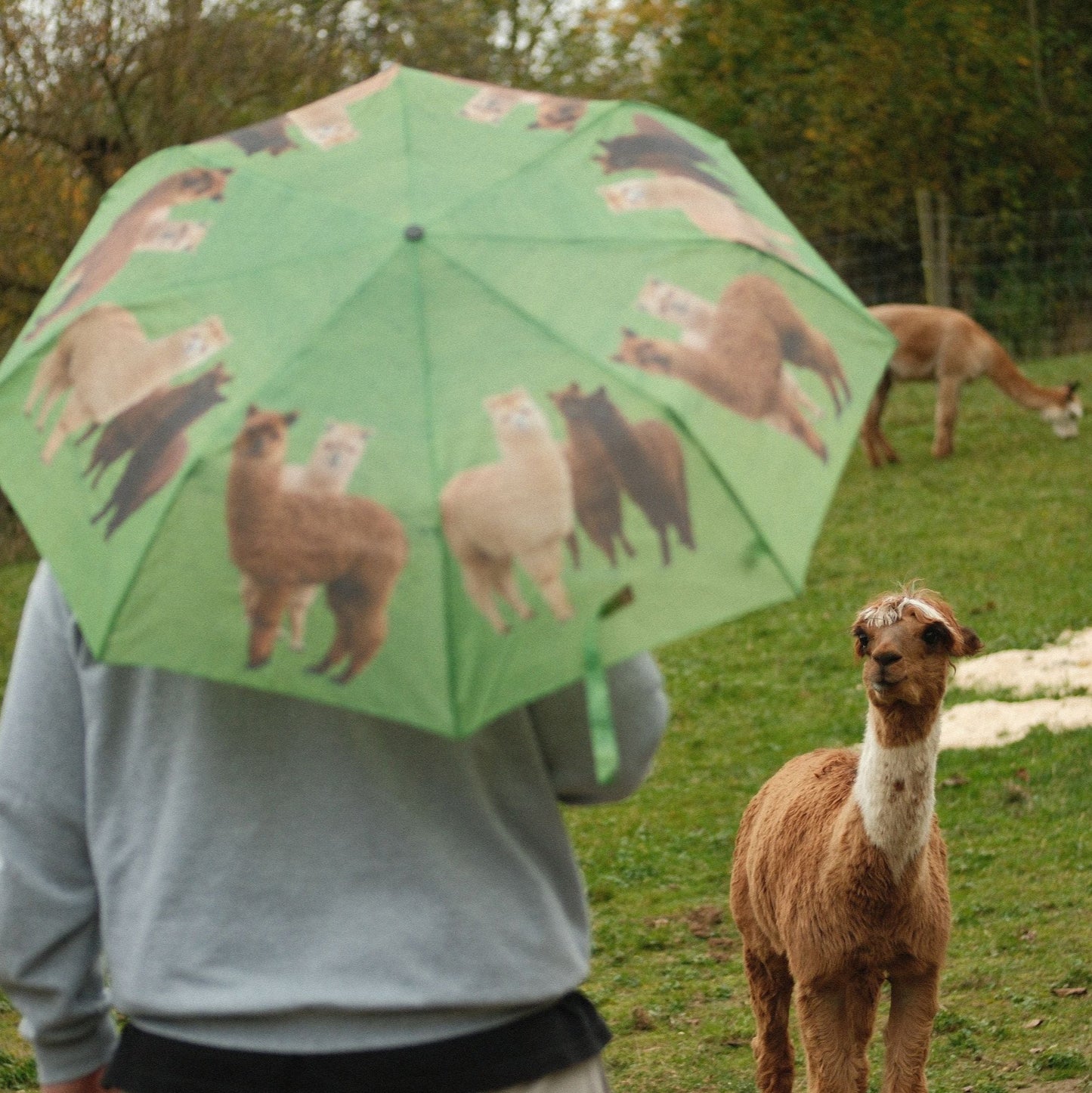 Alpaka Taschenregenschirm – Farbenfroher Regenschirm mit niedlichen Alpaka Fotos