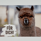 Alpaka-Liebe zum Versenden: Kreativ gestaltete Postkarten mit Greta, Sören und Lotta