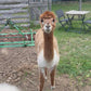 Fluffy alpaca pom pom pendant made from real alpaca fur Handmade accessory & in brown, black or gray