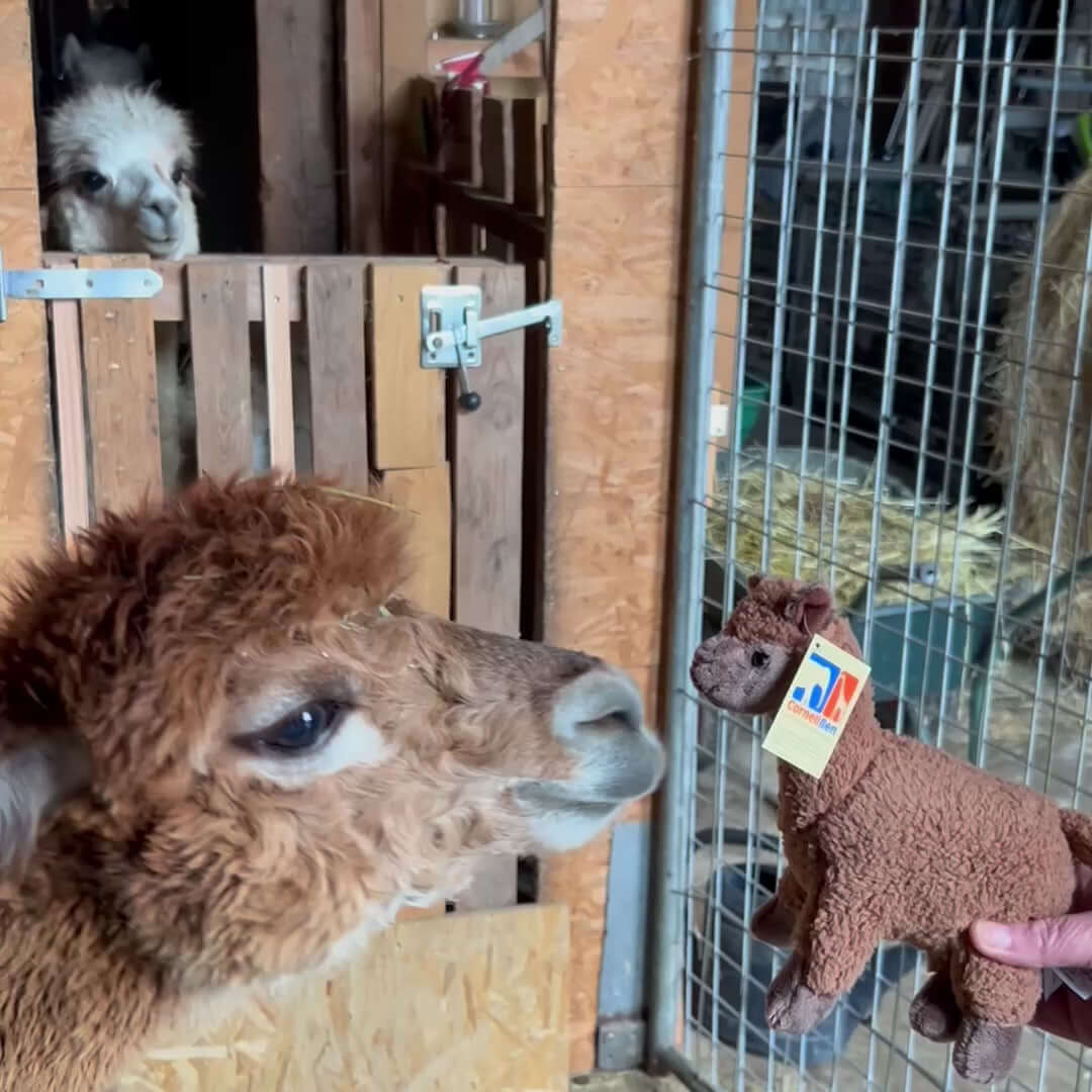 Alpaka Kuscheltier im Produktvideo vorgestellt