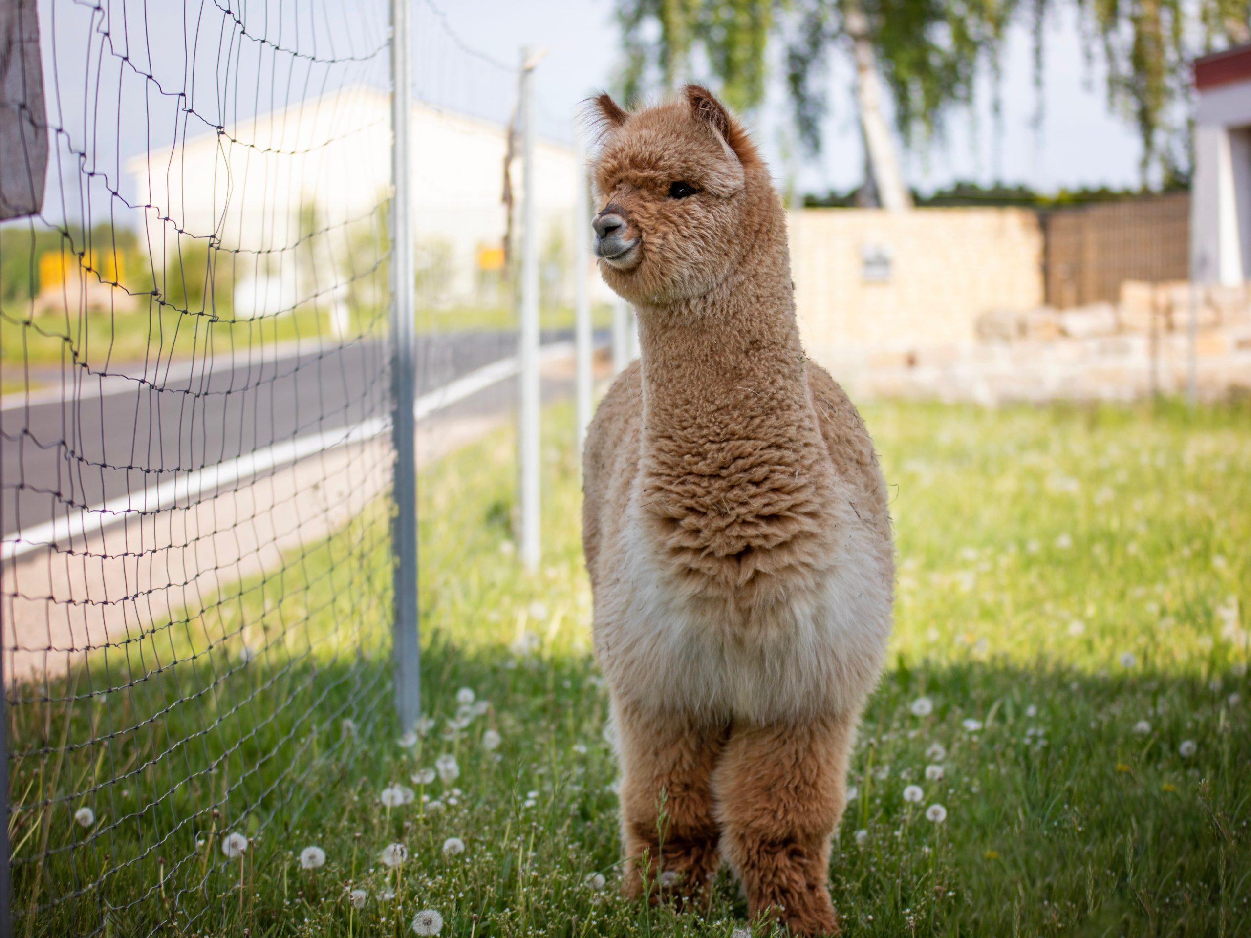 Ferien und Wandern mit Alpakas in der Nähe von Würzburg | Tre_alpacas