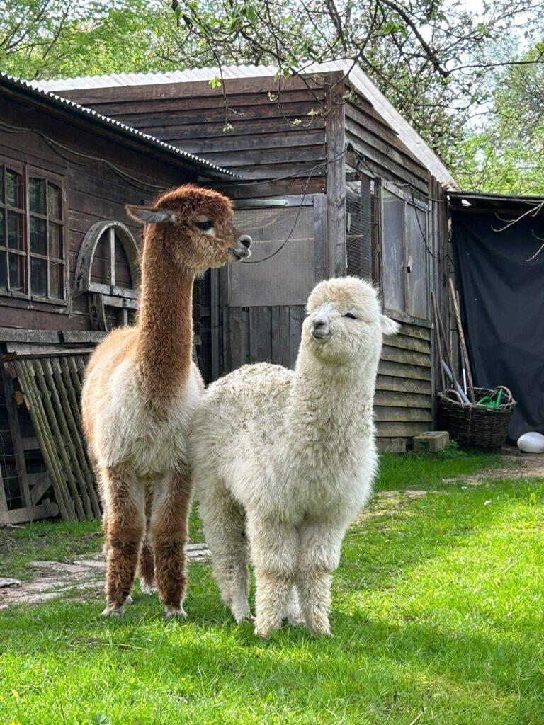 Alpakastute Greta mit ihrem Alpaka Baby Enrico, ein weißes Huacaya Alpaka